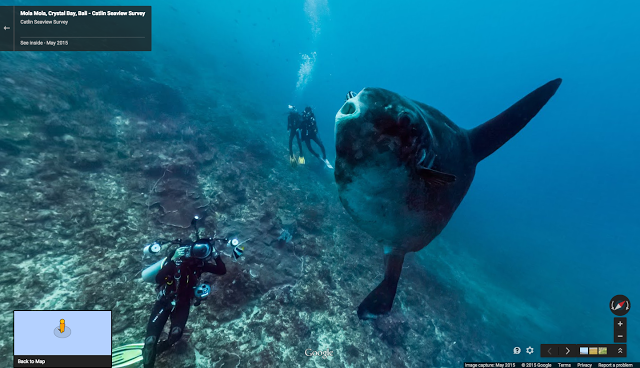 alt="Mola mola, the world’s heaviest bony fish, in Crystal Bay, Bali"